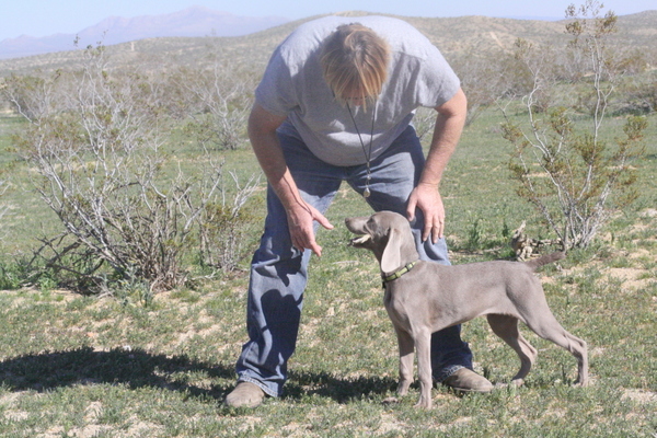 www.barrettweimaraners.com 2015-02-21 097