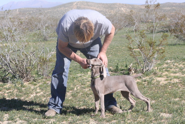 www.barrettweimaraners.com 2015-02-21 098