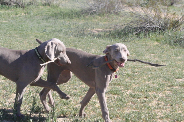 www.barrettweimaraners.com 2015-02-21 099