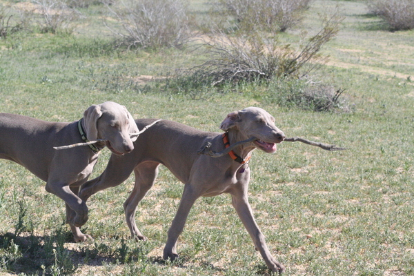 www.barrettweimaraners.com 2015-02-21 100