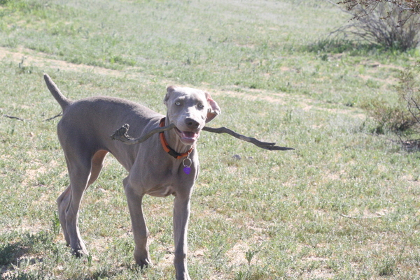 www.barrettweimaraners.com 2015-02-21 105