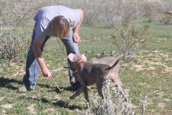 www.barrettweimaraners.com 2015-02-21 108