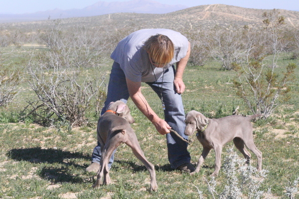 www.barrettweimaraners.com 2015-02-21 110