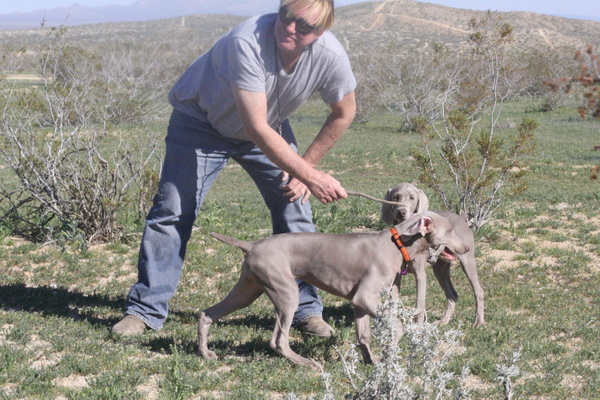 www.barrettweimaraners.com 2015-02-21 112