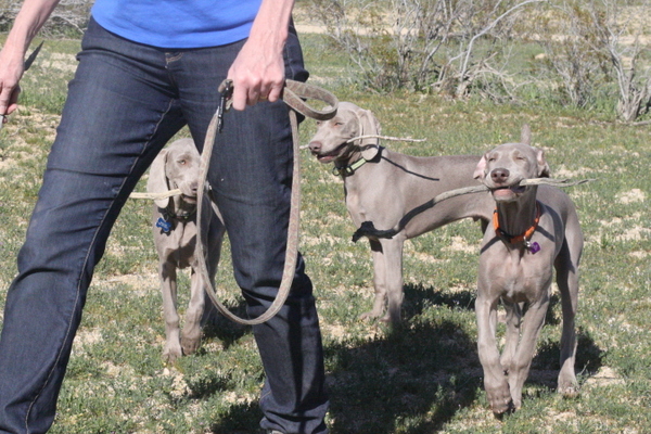 www.barrettweimaraners.com 2015-02-21 125