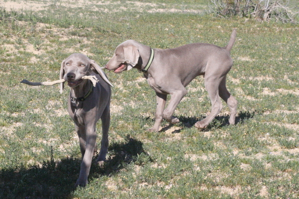 www.barrettweimaraners.com 2015-02-21 127