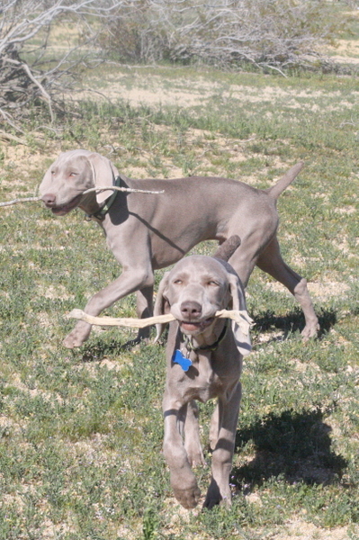 www.barrettweimaraners.com 2015-02-21 129