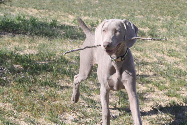 www.barrettweimaraners.com 2015-02-21 135