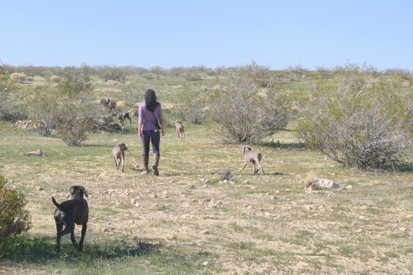 www.barrettweimaraners.com 2015-02-21 146