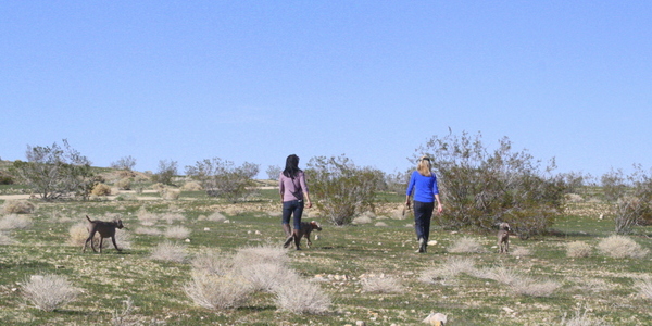 www.barrettweimaraners.com 2015-02-21 151