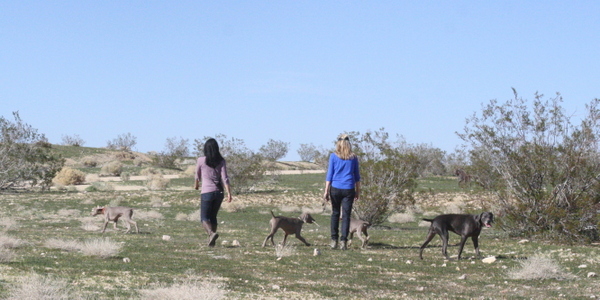 www.barrettweimaraners.com 2015-02-21 155