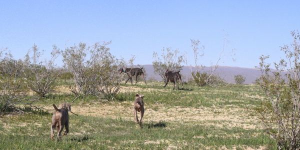 www.barrettweimaraners.com 2015-02-21 161