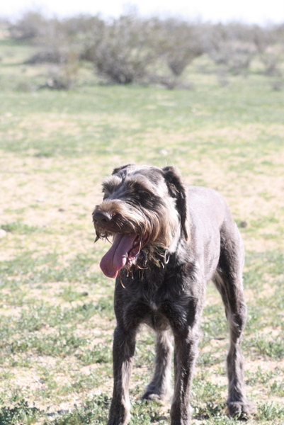 www.barrettweimaraners.com 2015-02-21 193