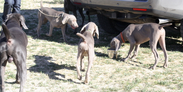 www.barrettweimaraners.com 2015-02-21 197