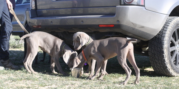 www.barrettweimaraners.com 2015-02-21 215