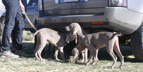 www.barrettweimaraners.com 2015-02-21 216