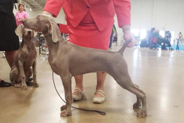 www.barrettweimaraners.com - Stark at Del Mar