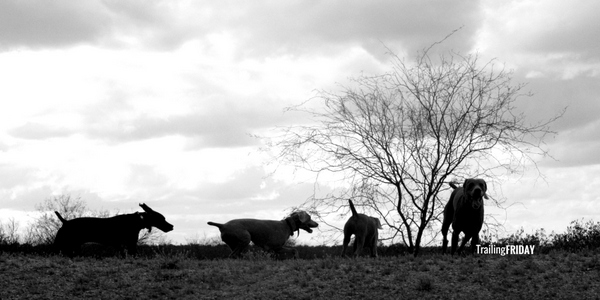 www.barrettweimaraners.com 2015-02-029