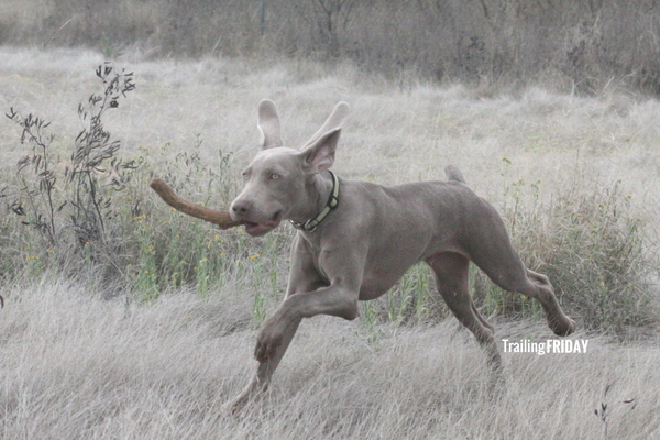 www.barrettweimaraners.com 2015-02-030