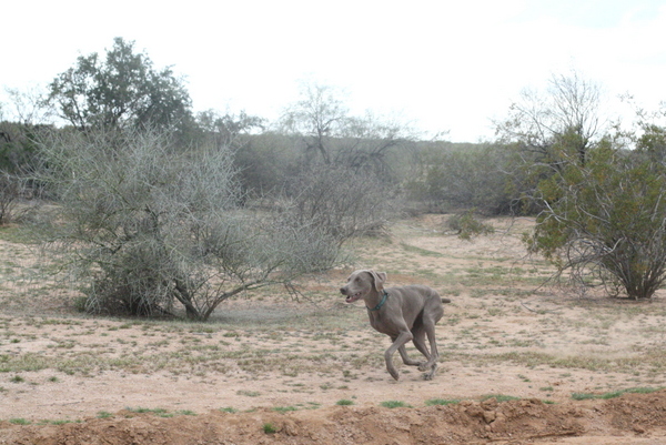 www.barrettweimaraners.com 2015-02-28 004