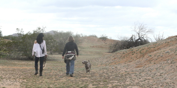 www.barrettweimaraners.com 2015-02-28 026