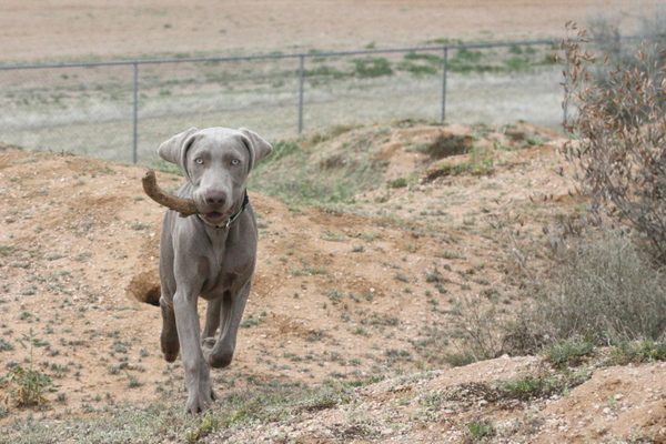 www.barrettweimaraners.com 2015-02-28 031