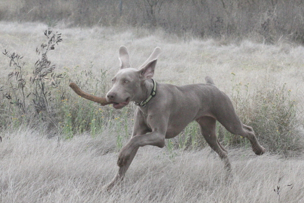 www.barrettweimaraners.com 2015-02-28 034