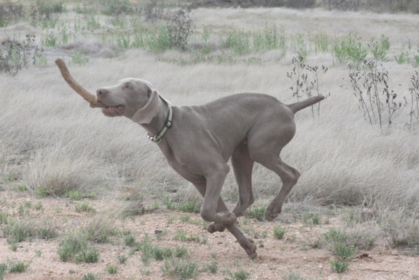 www.barrettweimaraners.com 2015-02-28 036