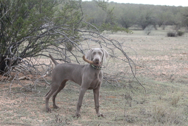 www.barrettweimaraners.com 2015-02-28 040