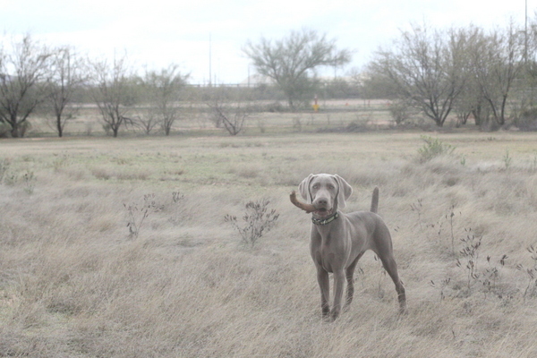 www.barrettweimaraners.com 2015-02-28 046
