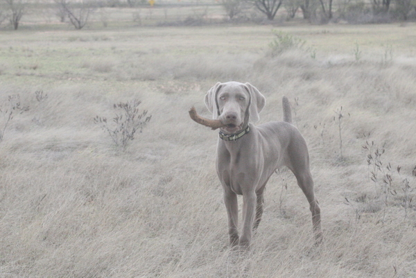 www.barrettweimaraners.com 2015-02-28 049