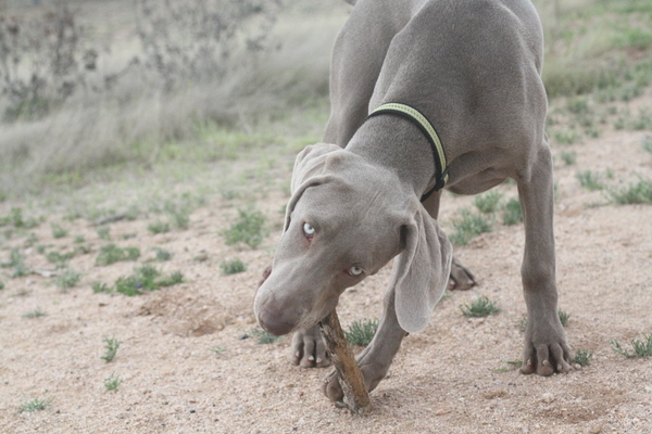 www.barrettweimaraners.com 2015-02-28 060