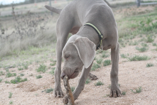 www.barrettweimaraners.com 2015-02-28 062