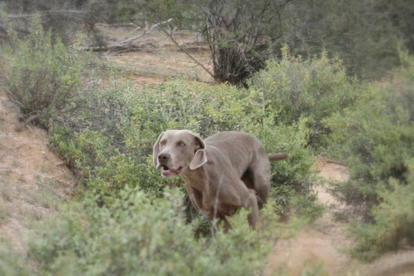 www.barrettweimaraners.com 2015-02-28 082