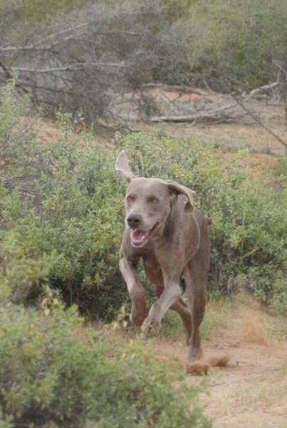 www.barrettweimaraners.com 2015-02-28 091