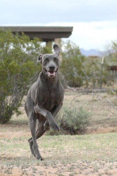 www.barrettweimaraners.com 2015-02-28 114