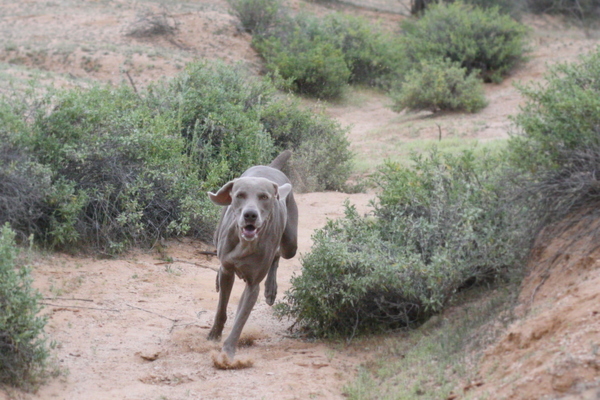 www.barrettweimaraners.com 2015-02-28 124