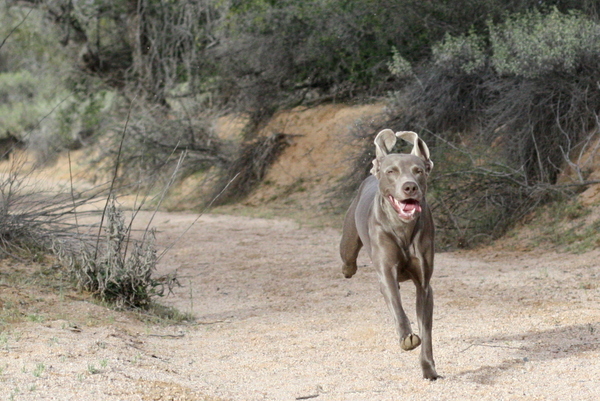 www.barrettweimaraners.com 2015-02-28 169
