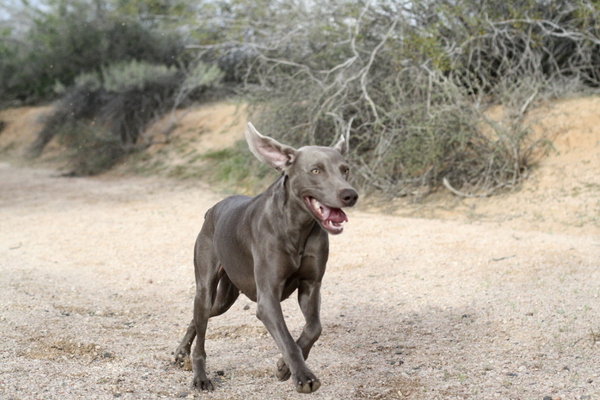 www.barrettweimaraners.com 2015-02-28 170