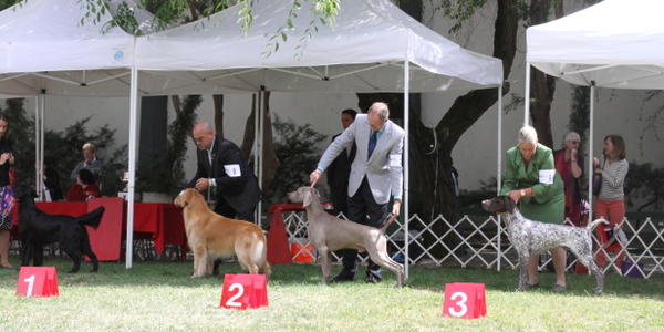www.barrettweimaraners.com 2015-05-17 001