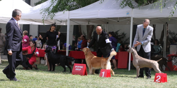 www.barrettweimaraners.com 2015-05-17 045