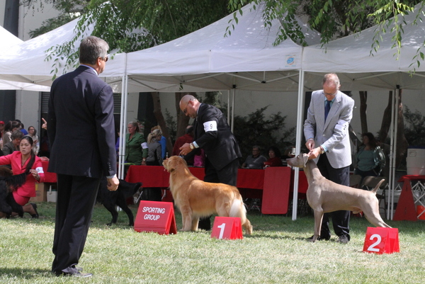 www.barrettweimaraners.com 2015-05-17 047