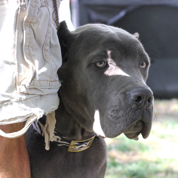 www.barrettweimaraners.com 2015-05-17 129
