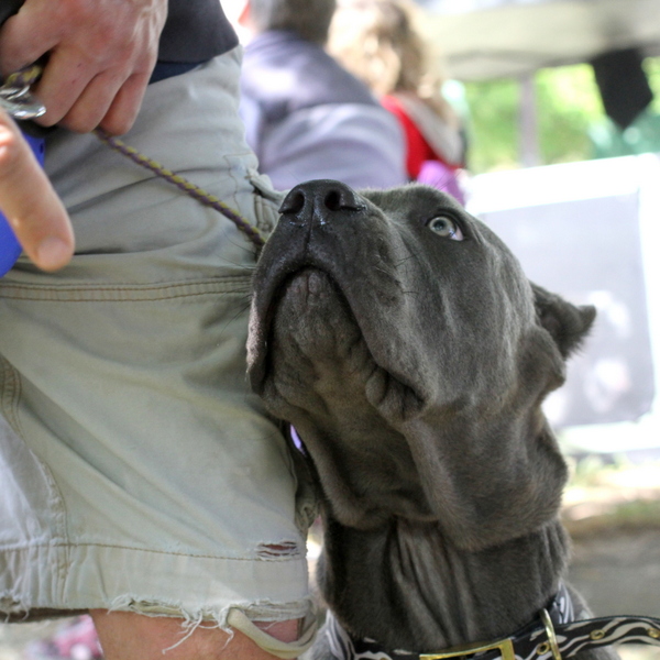 www.barrettweimaraners.com 2015-05-17 132