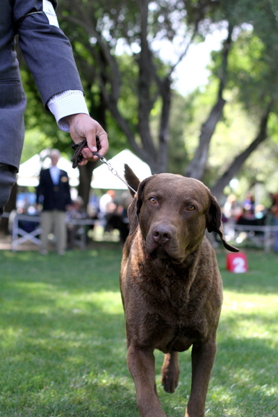 www.barrettweimaraners.com 2015-05-17 163