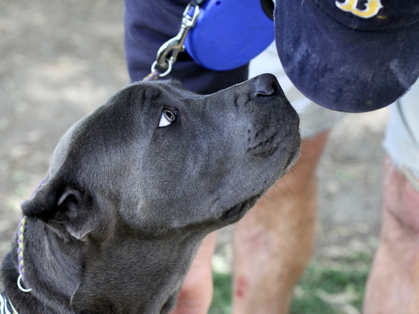 www.barrettweimaraners.com 2015-05-17 189