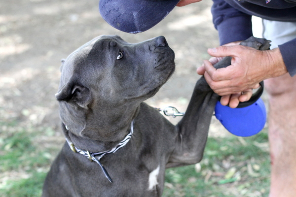 www.barrettweimaraners.com 2015-05-17 194