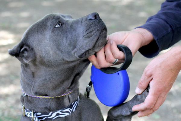 www.barrettweimaraners.com 2015-05-17 201