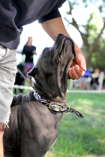 www.barrettweimaraners.com 2015-05-17 213