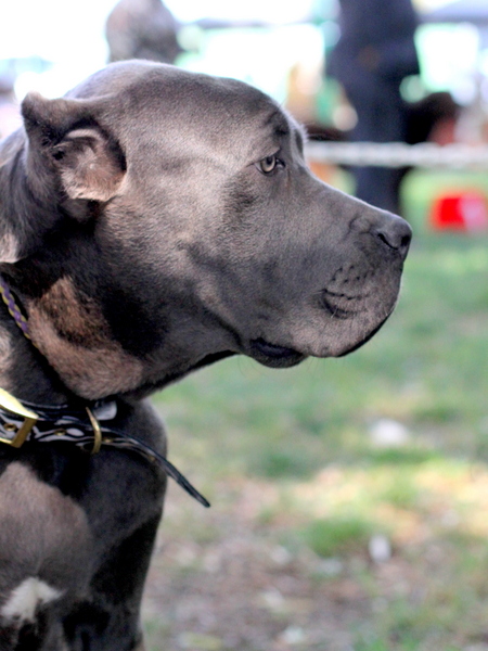 www.barrettweimaraners.com 2015-05-17 219